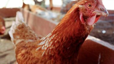 Due to a Bird Flu Outbreak, 1.8 Million Hens Were Murdered in Nebraska