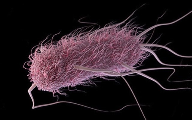 E. coli Outbreak Strikes University of Arkansas Campus, Officials Report