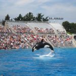 Lolita the Orca: Miami Seaquarium’s Iconic Orca Passes Away After 50 Years