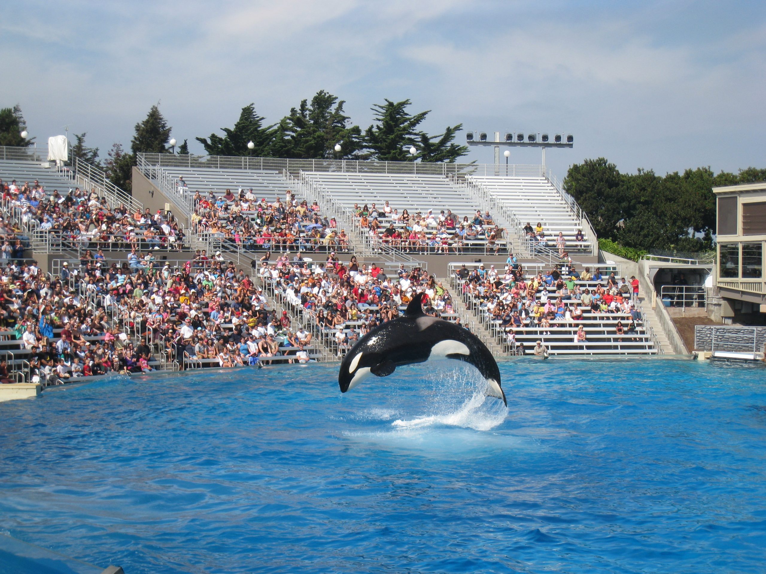 Lolita the Orca: Miami Seaquarium’s Iconic Orca Passes Away After 50 Years