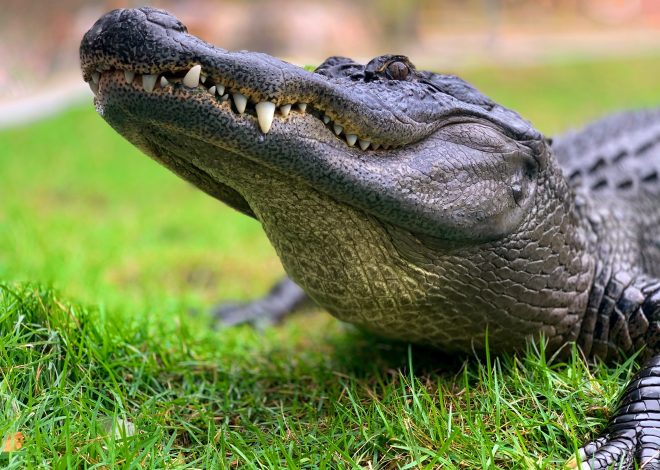 Mississippi’s Monstrous Alligator Breaks Records and Dredges Nightmares