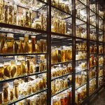 Museum Shuts Down Due to Chemical Hazards in Taxidermy Exhibits