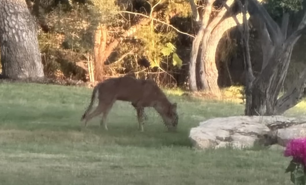 Texas Wildlife Mystery: Unknown Animal Caught on Camera