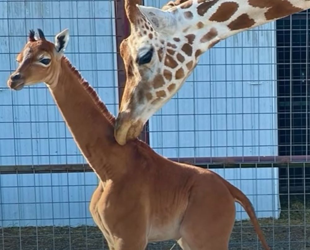 Unique Arrival: Rare Spotless Baby Giraffe Captivates Tennessee Zoo Visitors