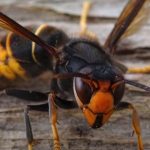 Invasive Yellow-Legged Hornet Discovered in US, Officials Raise Concerns