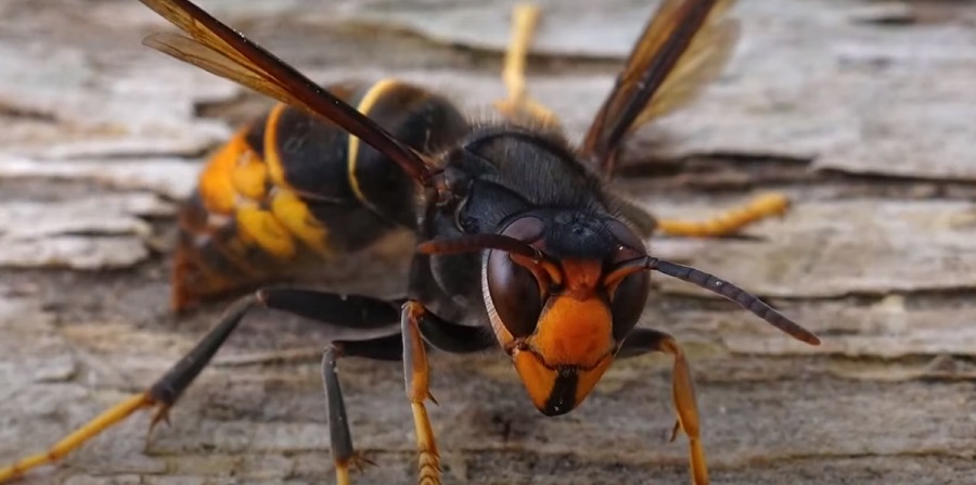 Invasive Yellow-Legged Hornet Discovered in US, Officials Raise Concerns