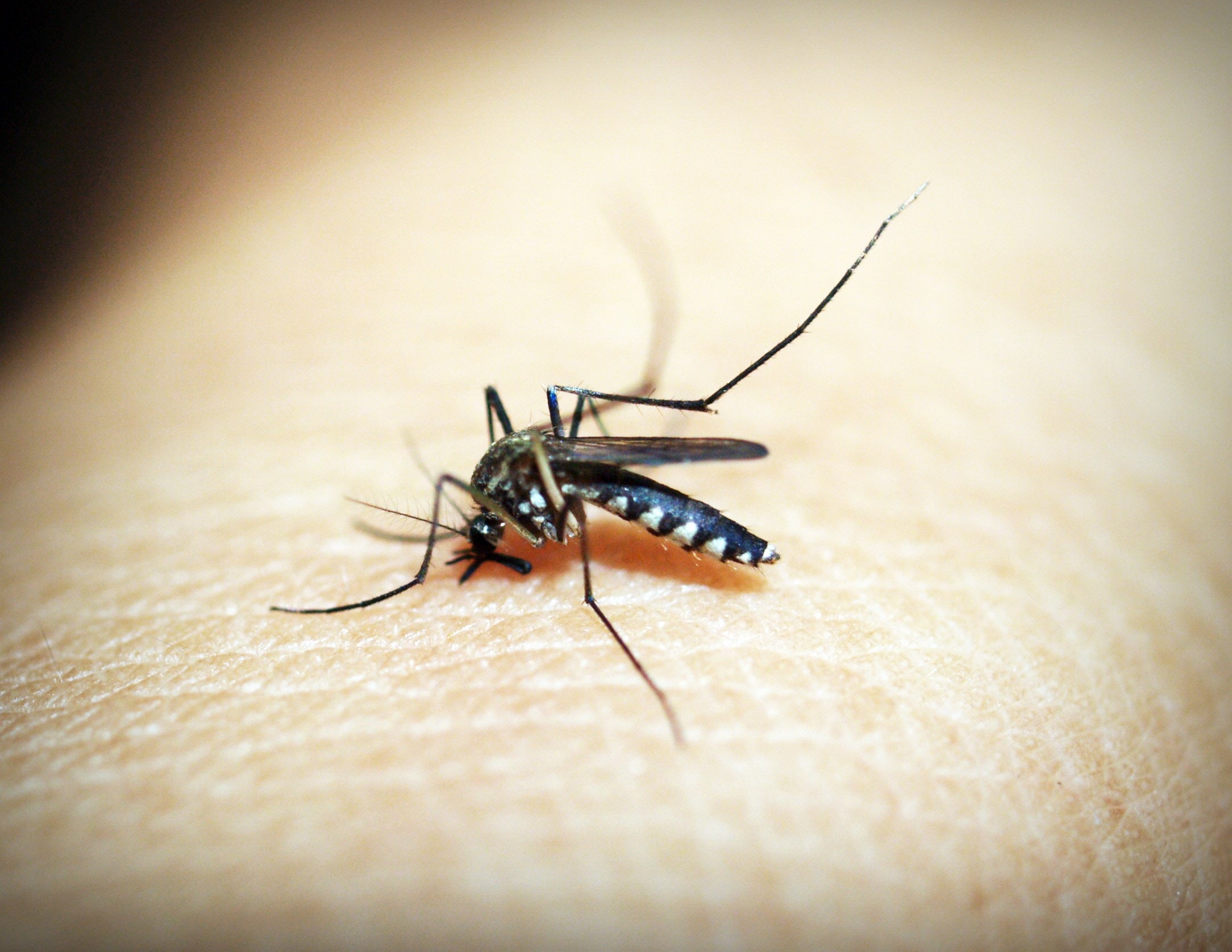 Dengue Virus Spreads Rapidly Through Florida, Prompting Health Official Alarm