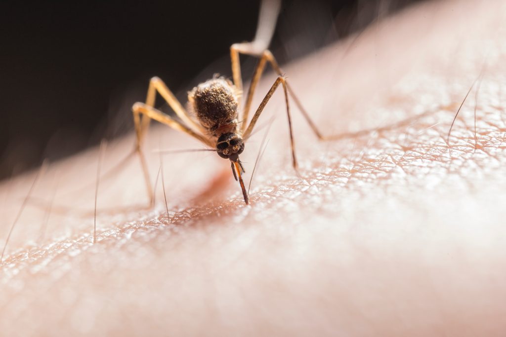 West-Nile-Virus-Spread-Rampantly-Among-Nashville’s-Mosquitoes