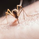 West Nile Virus Spreads Rampantly Among Nashville’s Mosquitoes