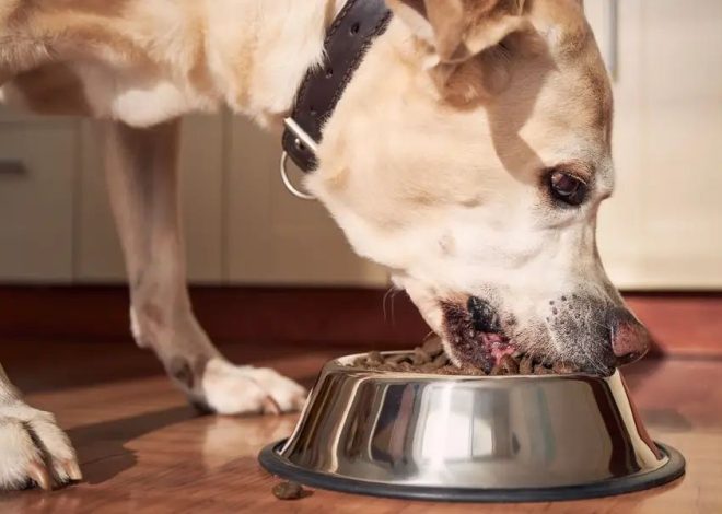 3 Expensive Dog Foods in the USA That Dogs Actually Love