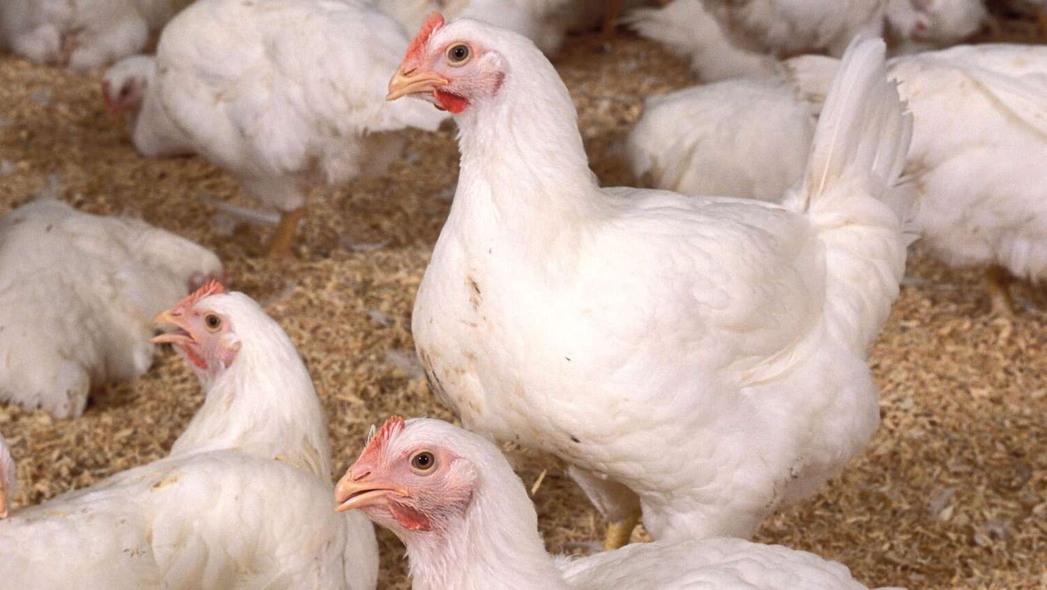 USDA Approves Conditional License for New Bird Flu Vaccine to Combat H5N1