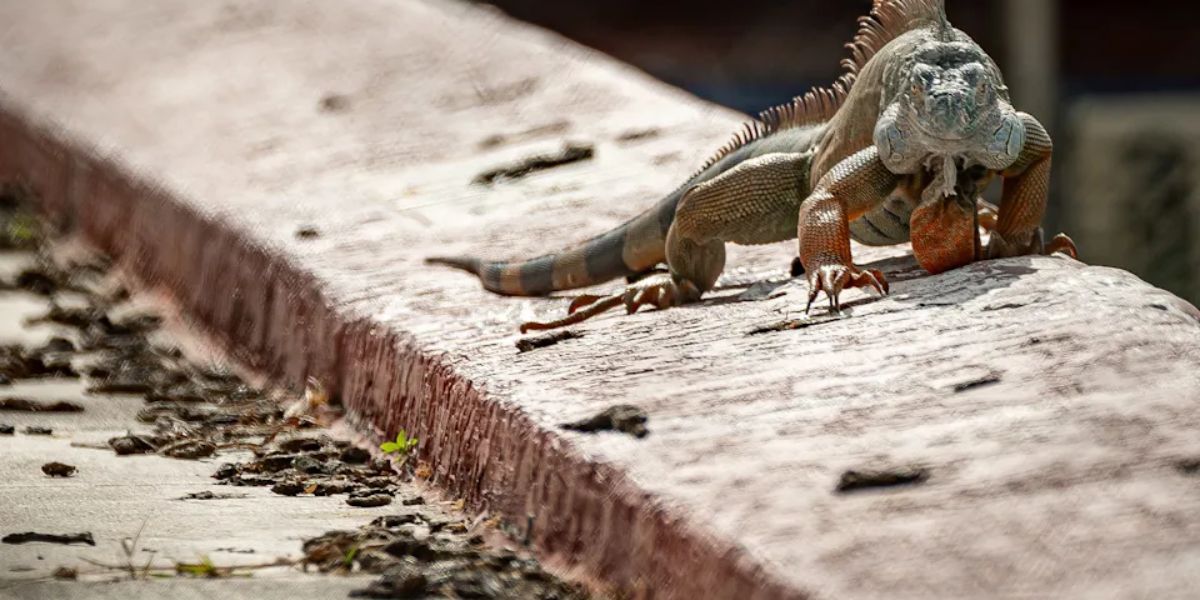 Daytona Beach Police “Arrest” Large Iguana Roaming Through Neighborhood